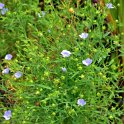 Linum grandiflorum 'Blue Dress' (2)